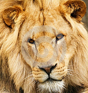 African Lion