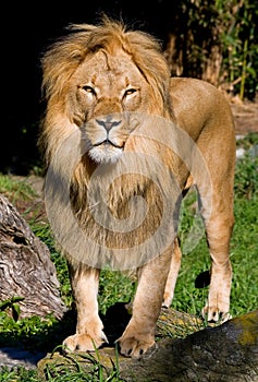 African Lion