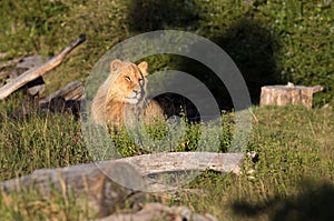 African Lion.