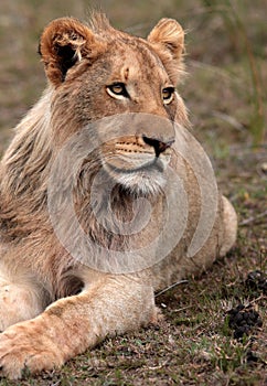 African Lion.