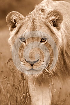African Lion.