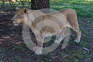 African Lion