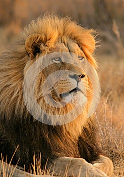 African lion