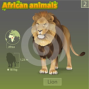 African lion