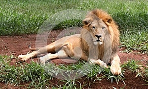 African Lion