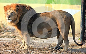 African lion