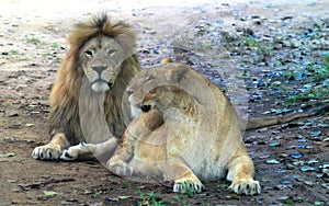 African lion and african lioness