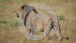 African Lion aka Panthera Leo Looking For Prey Victim in Savannah. Tanzania