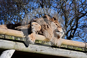 African Lion, Big Cat Sanctuary, Smarden, Kent, England, UK