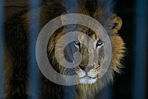 African lion in captivity.