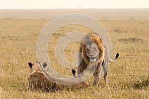 African lion couple