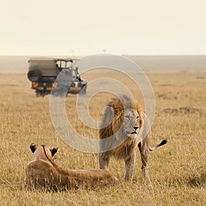 African lion couple and safari jeep