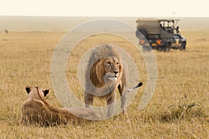 African lion couple and safari jeep photo