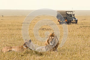 African lion couple and safari jeep