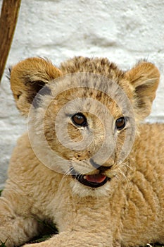 African lion cub photo