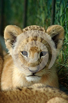 African lion cub photo