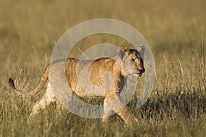 African lion cub