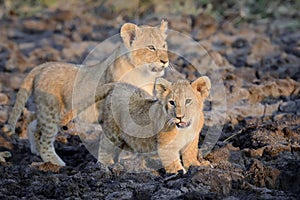 African lion cub