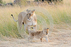 African lion cub