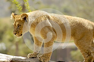 African lion cub checks out his surroundings with curiosity.