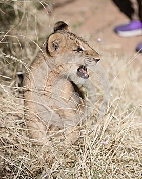 Lion cub growling in the grass