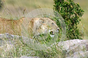 African lion cub