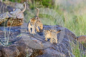 African lion cub