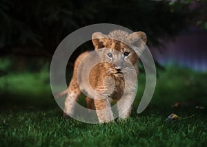 African Lion cub, South Africa