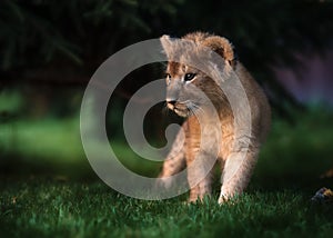 African Lion cub, South Africa