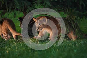 African Lion cub, South Africa