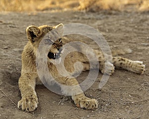 African Lion Cub