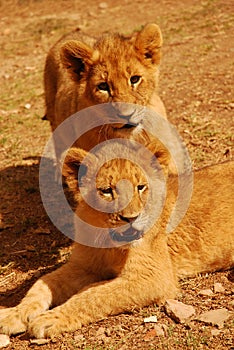 African lion cubs