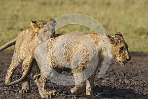 African lion cubs