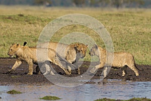 African lion cubs