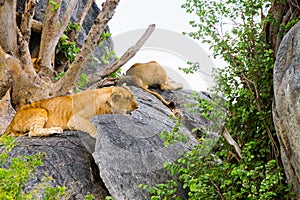 African lion cubs Panthera leo on a rock