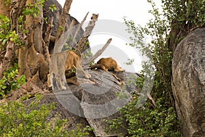 African lion cubs Panthera leo on a rock