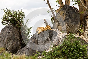 African lion cubs Panthera leo on a rock