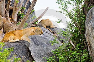 African lion cubs Panthera leo on a rock