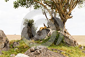 African lion cubs Panthera leo on a rock