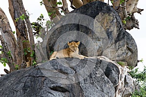 African lion cubs Panthera leo on a rock