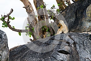 African lion cubs Panthera leo on a rock