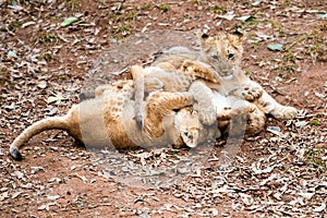 African lion cubs playing