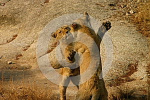 African lion cubs playing