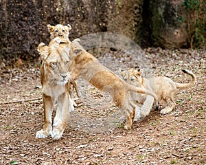 African lion cubs playing with their mother
