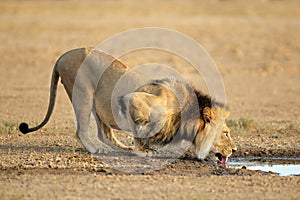 African lion drinking