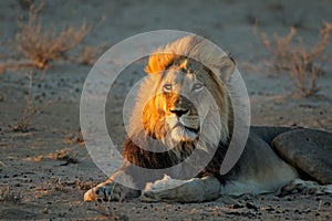 African lion in early morning light