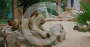 African lion family resting. Close up of cute lioness. Predator looking at the camera. Good conditions for keeping