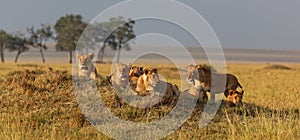 African lion family on watch on a knoll at sunset photo