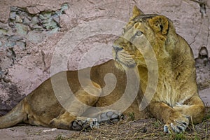 African lion female lying under rock