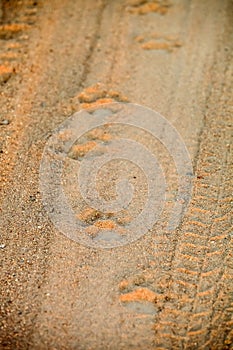 African Lion footprints on a dirt road on safari